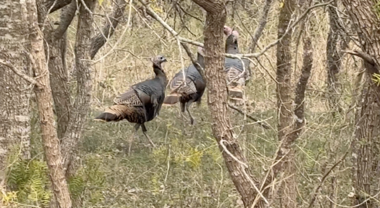 Wildlife with Chappy